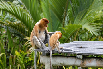 Two cute Proboscis Monkey in Borneo rainforest Sandakan Malaysia