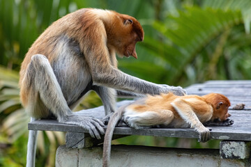 Two cute Proboscis Monkey in Borneo rainforest Sandakan Malaysia