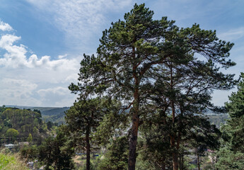 pine tree in the forest