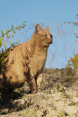 Stoic outdoor cat shows orange feline outside for portrait closeup.