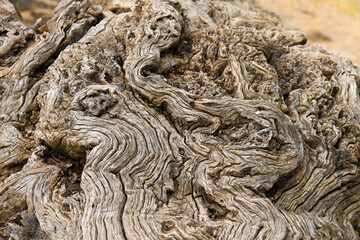 Closeup Texture of Weathered Driftwood Design for Nature Art, Backgrounds, or Textures