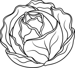 Detailed Outline of Cabbage Showing Intricate Leaf Patterns