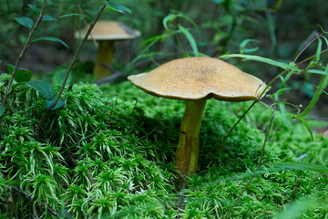 tincapercaillie mushroom der fungus is an edible noble mushroom. growing in the forest. among the moss. taken in the forest, during the day, in autumn, in summer, close-up