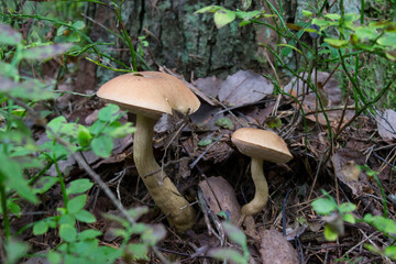 a false Porcini, boletus  inedible mushroom growing next to trees. taken in the forest, during the day, in autumn, close-up in the natural environment