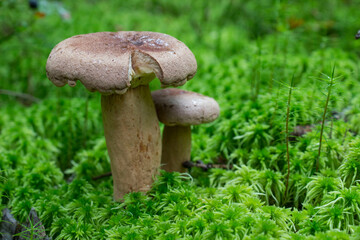 milk mushroom is edible growing in green moss. taken in the forest, during the day, in autumn, close-up in the natural environment