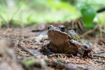 a toad from a summer forest, taken in close-up on a light background in a natural habitat
