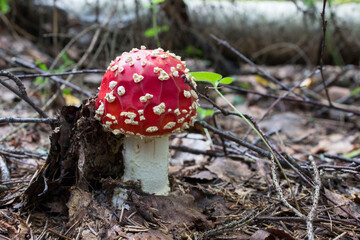 Little Amanita in the forest
