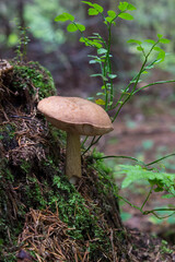 a false Porcini, boletus  inedible mushroom growing next to trees. taken in the forest, during the day, in autumn, close-up in the natural environment
