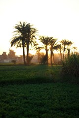 Beautiful sunset in the Nile Valley, Egypt.