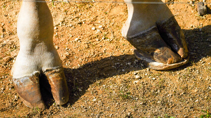 Genuine photograph of giraffe feet. Giraffes have cloven hooves, meaning they are split down the middle. Giraffe are even-toed ungulates, having two toes of equal size on each foot.  