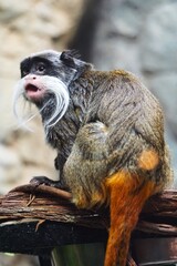 Niedlicher Kaiserschnurrbarttamarin, tropischer Tamarin oder Affe aus dem Amazonas Regenwald, mit...