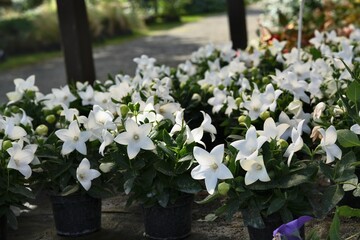 Flowering white platycodon grandiflorus.