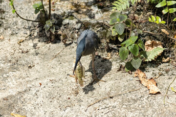 Fototapeta premium Black heron trying to swallow a fish what it caught in the lake