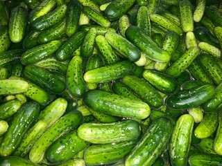 Green freshly picked cucumbers soak in water in - natural background. Topics: vegetables, cleanliness, preparation, washing vegetables, season, health, natural vitamins, food
