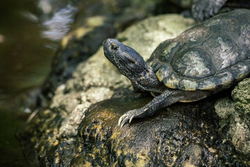 Turtle on the lake close up