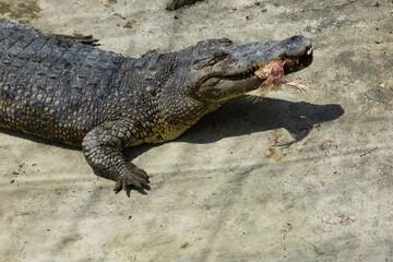 Crocodile eating whole raw chicken