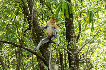 Male Proboscis Monkey in Borneo rainforest Sandakan Malaysia