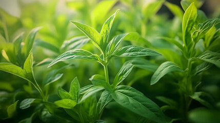 Close up indoor view of Stevia rebaudiana plant leaves in daylight