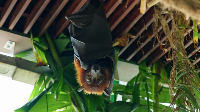 Bat sleeps hanging in the forest.