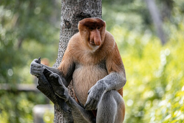 Male Proboscis Monkey in Borneo rainforest Sandakan Malaysia