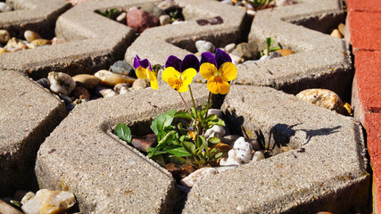 flowers on the stone