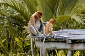 Two cute Proboscis Monkey in Borneo rainforest Sandakan Malaysia