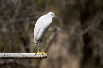 Seidenreiher (Egretta garzetta) steht auf einem alten Metallrohr - Arrecife, Lanzarote, Kanarische Inseln