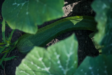 Zucchini in a bed among dense foliage, natural vegetables from own garden, healthy natural food,...