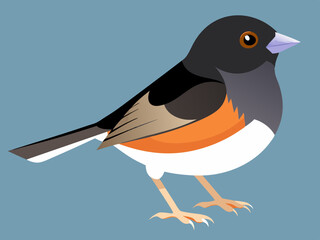 Illustration vectorielle de l’oiseau Junco aux yeux noirs