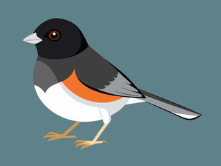 Illustration vectorielle de l’oiseau Junco aux yeux noirs