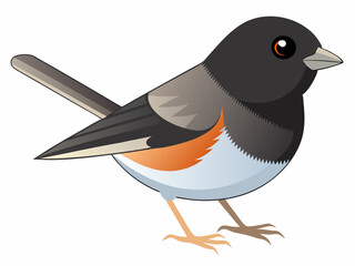 Illustration vectorielle de l’oiseau Junco aux yeux noirs