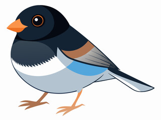 Illustration vectorielle de l’oiseau Junco aux yeux noirs