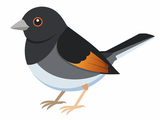 Illustration vectorielle de l’oiseau Junco aux yeux noirs