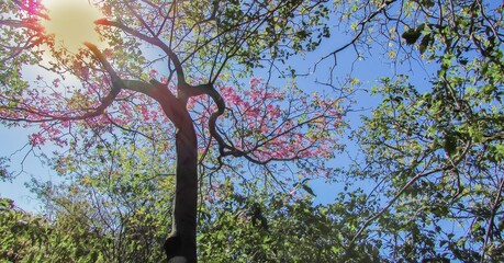 A vibrant tree with pink flowers peeking through lush green foliage under a bright blue sky.