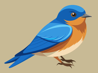 Vecteur Eastern Bluebird (Sialia sialis)