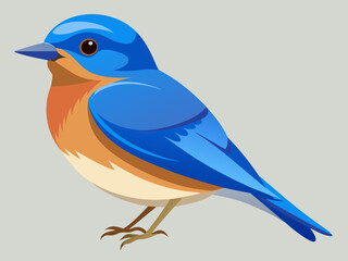 Vecteur Eastern Bluebird (Sialia sialis)