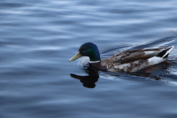 Duck swimming