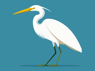 Dessin vectoriel de l’aigrette blanche
