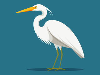Dessin vectoriel de l’aigrette blanche
