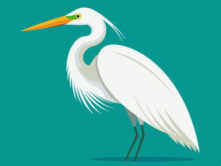 Dessin vectoriel de l’aigrette blanche
