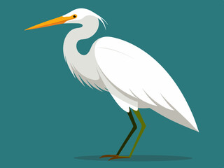 Dessin vectoriel de l’aigrette blanche
