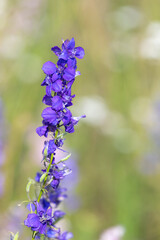 Close up of doubtful knights spur (consolida ajacia) flowers in bloom