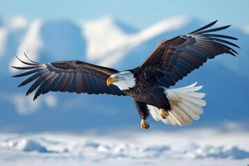 Obraz premium An image of a bald eagle soaring majestically in the sky, showcasing its impressive wingspan and symbolic representatio