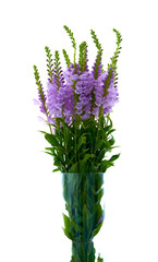 Obraz premium Physostegia virginiana pink flower stand in a vase