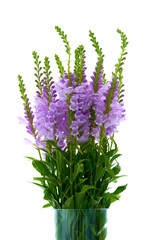 Physostegia virginiana pink flower stand in a vase