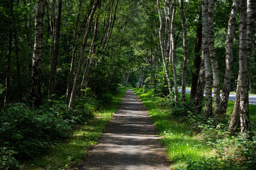 Fototapeta premium Cycling path through the woods at Großenkneten, Lower Saxony, Germany