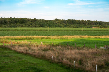 Colorful meadows and grasses at the German countryside in Kirchseelte, Lower Saxony, Germany