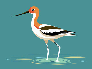 Avocette américaine pataugeant dans l’eau