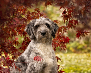 Portrait of Aussiedoodle dog in fall leaves