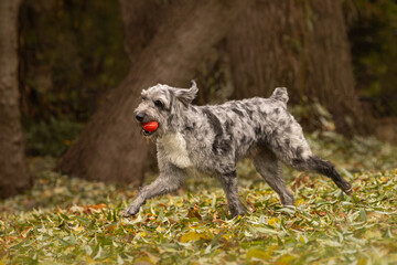 Aussiedoodle Australian shepard, poodle mix  pet dog playing fetch with a ball in the fall leaves